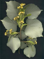 MSA TILIA TOMENTOSA 50 ML - farmacia187.it