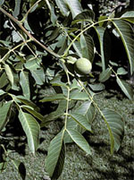 MSA JUGLANS REGIA 50 ML - farmacia187.it