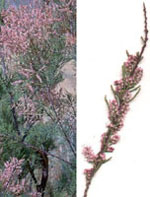 MSA TAMARIX GALLICA 50 ML - farmacia187.it