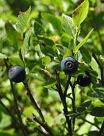 TSA VACCINIUM MYRTILLUS 50 ML - farmacia187.it