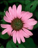 TSA ECHINACEA ANGUSTIFOLIA50 ML - farmacia187.it