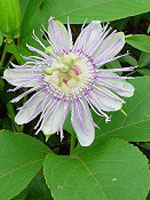 TSA PASSIFLORA INCARNATA 50 ML - farmacia187.it