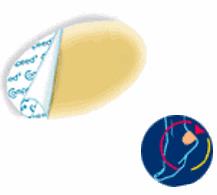 COMPEED VESCICHE CEROTTI FORMATO MEDIO 5 PEZZI - farmacia187.it