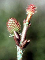 MSA PINUS MONTANA 50 ML - farmacia187.it