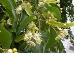 EIE TIGLIO 30 ML GOCCE - farmacia187.it